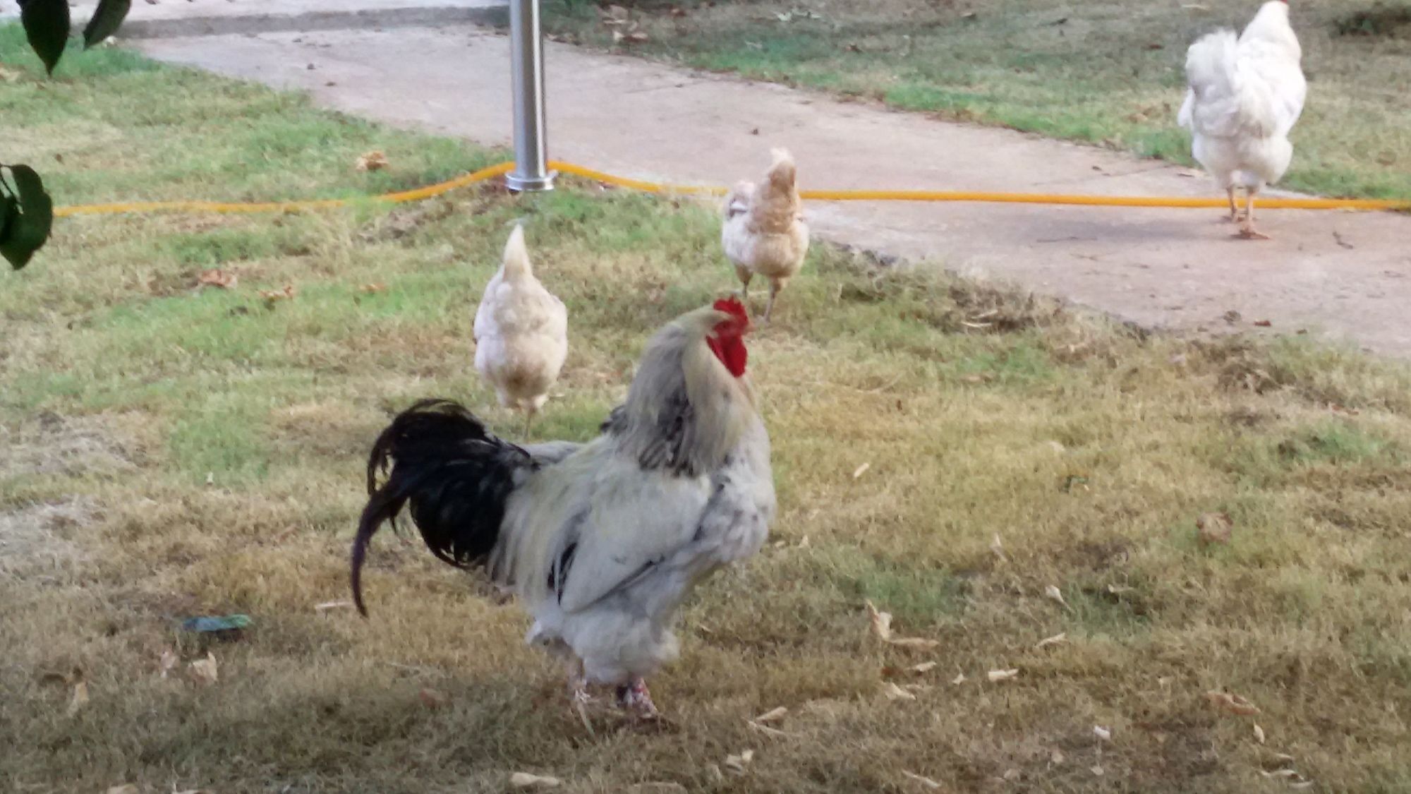 Maji Village Çıralı Luaran gambar